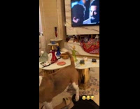 Dog spinning table ornament with tail