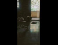 medium white dog looks up at TV