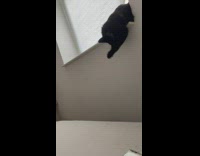 Black cat stuck in bedroom window 