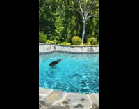 Collab Clips MPUGC - Dog swimming in circles in the pool 