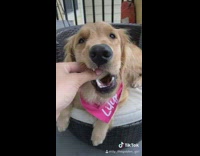 Golden retriever dog eats banana slice 