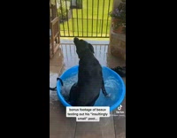 Dog Slides Backward inside Water-Filled Pool Tub