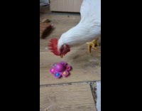 Collab Clips MPUGC2 - White Rooster playing with fidget spinner 