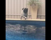 (BROKEN LINK) pug slow motion jump into pool