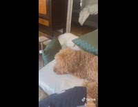 Brown dog blue collar tilts head couch