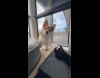 Dog barks at owner when getting blown