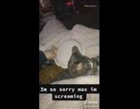 Girl drops chow mein noodles on cat 