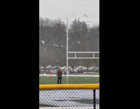 Guy doing weird movements at park while birds fly around him