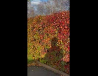 Wall of bushes transforms from green to red leaves on the yard, Legal Guardian Signature Missing