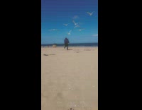 Flock of seagulls attack and chase guy down the beach while girlfriend laughs
