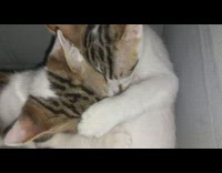 Kitten try to drink milk from sibling.