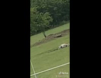 Donkey backyard field playing dead sleep