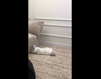 Collab PLC - Cat lie down on floor beside couch