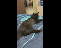 Girl touches and annoys black cat bed