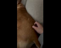 Dog lays on couch loves body scratch 