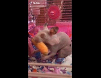Naked rat eats entire carrot