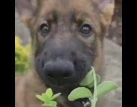 Brown puppy black harness chews green plant 