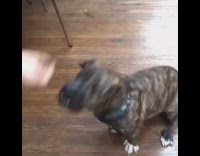 black puppy trying to fetch for treats 