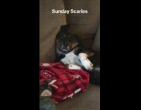 Black brown dog lays on back couch 