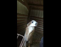 Black llama burps loudly barn farm