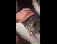 Possum fed by filmer on the window