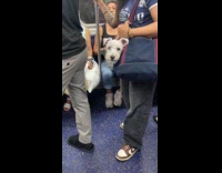 Dog emerges from bag of owner at train