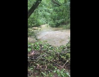 Dirty brown water floods park green trees 