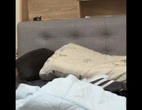 Collab PLC - Cat enters pillow case on the sofa part 1