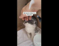 Woman rescues cat and it grows up with her daughter baby 