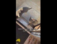 Guy opens door to find a doppleganger of his cat 