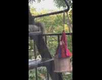 Squirrel on ladder eat from bird house