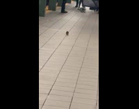 Man films rat runs around subway platform