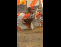 Swarm of bees on orange white barricade