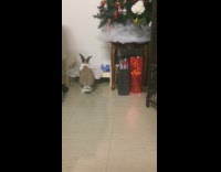 brown bunny jobs on wooden bed and sits on it 