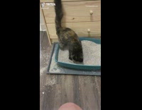 Collab BitchIG2 - Cat in blue box gets litter everywhere