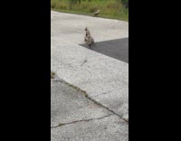 Man feeding wild ducklings behind his shop