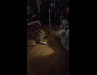 German Shepherd snaps at Siberian Husky 