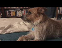 Brown dog Hachi patiently waits to eat potato chip with bean dip