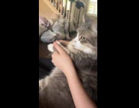 Cat forced to dance YMCA bites owner