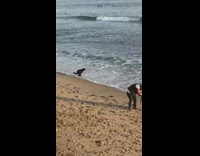 Woman brown dress pictorial dog poop beach