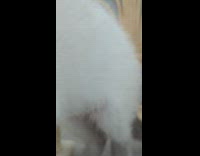 Siamese cat approach and try to attack camera