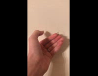 Thin spider crawls on the wall and picked up by filmer