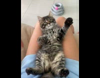 Collab PLC - Lady Plays with Pet Kitten on her Lap tickling tummy