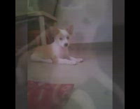 small tan dog compilation video 