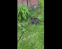 Grey cat black leash grass dandelion flowers 