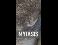 Maggots on open wound on legs of person in wheelchair