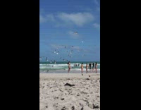 Woman grey bikini assistant feed seagulls beach