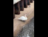 Swan on the river shore near birds