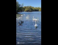 Some geese flying away inside of pond
