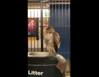 Collab WINY - Hawk bird sit on trash can subway